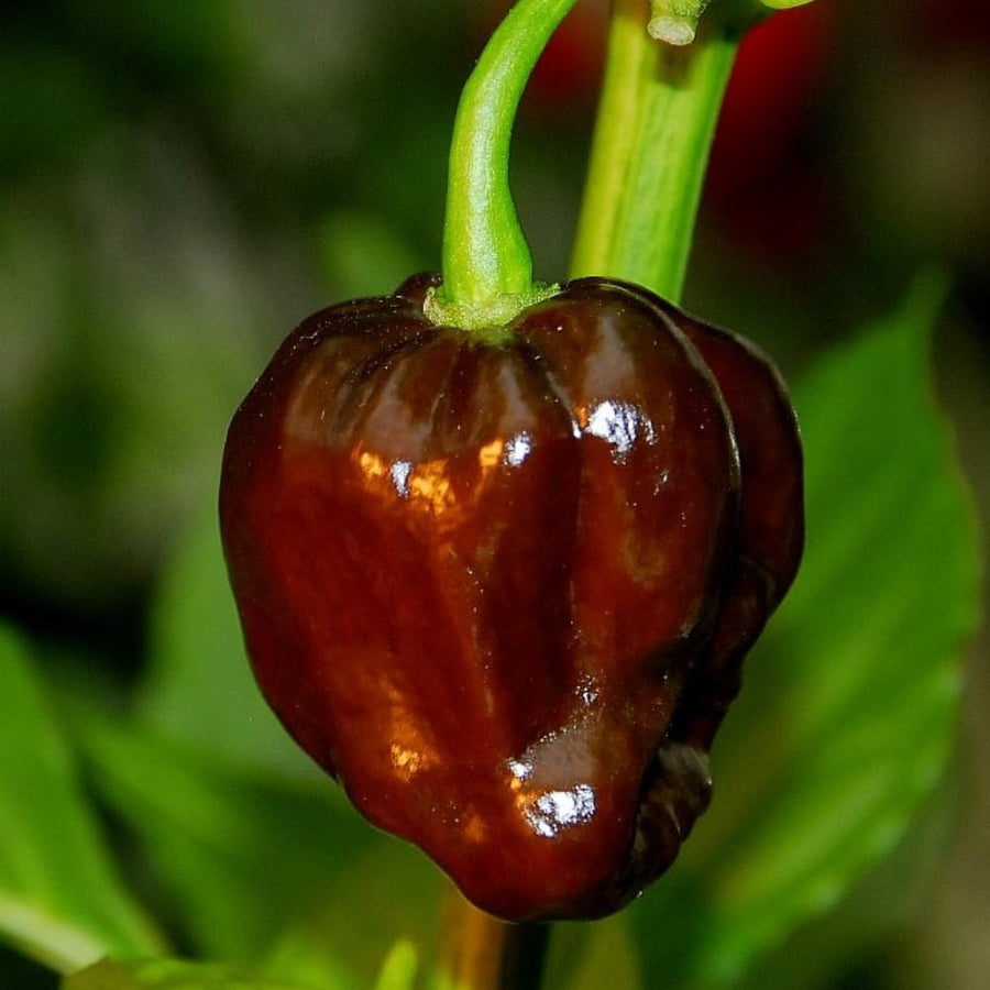20 Chocolate Scotch Bonnet Pepper Seeds for Planting, Heirloom Hot Pepper Variety