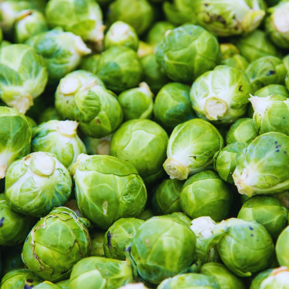 2 Brussel Sprouts Plants Live, Vegetable Live Plant, 4 Inc Pot, Brussel Sprouts Live Plant for Gardening