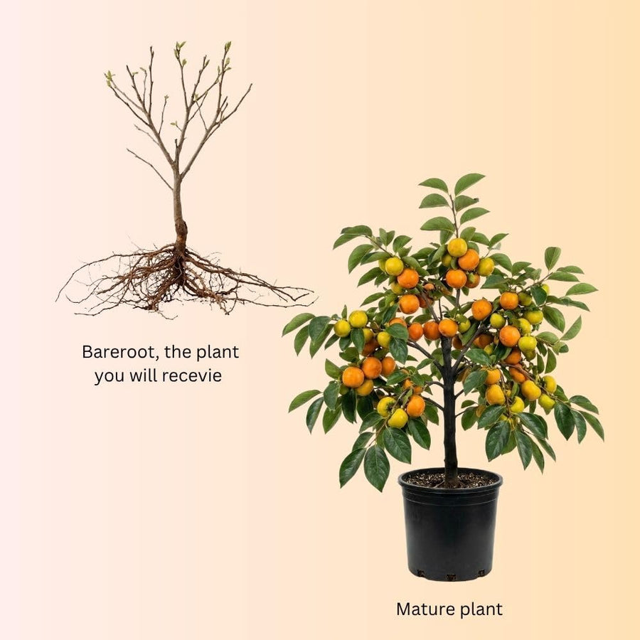 American Persimmon Live Plant Tree, 6-10 Inch Tall, in Quart Pot, Fruit Tree for Outdoor Garden, Yard, and Patio, Dormant in Winter
