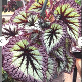 Combo 4 Begonias Houseplant Live Indoor, Fire Pink Begonia Maculata Live Plant, Rose Begonias Live Plants Outdoor, 4 to 8 Inc Tall