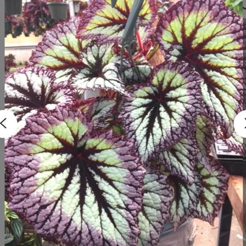 Combo 4 Begonias Houseplant Live Indoor, Fire Pink Begonia Maculata Live Plant, Rose Begonias Live Plants Outdoor, 4 to 8 Inc Tall