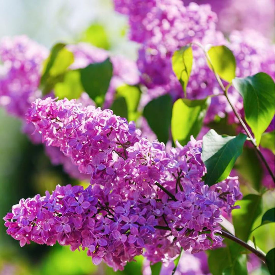 Purple Lilac Live Plant in 4″ Pot, Fragrant Spring Blooms, Hardy Fragrant Lilac Bushes for Outdoor Planting