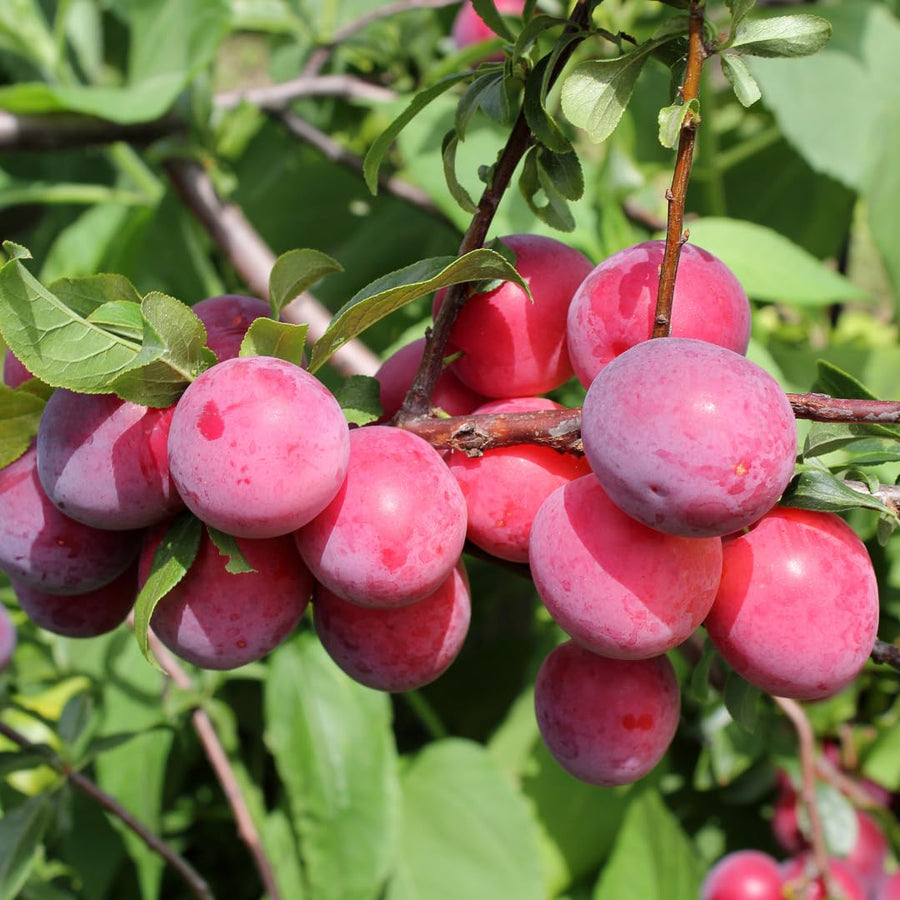24 Live Plum Cuttings, 12–24 Inches Tall, Sweet Edible Fruit Rooted Cuttings, Ready to Grow, Suitable for Outdoor Planting