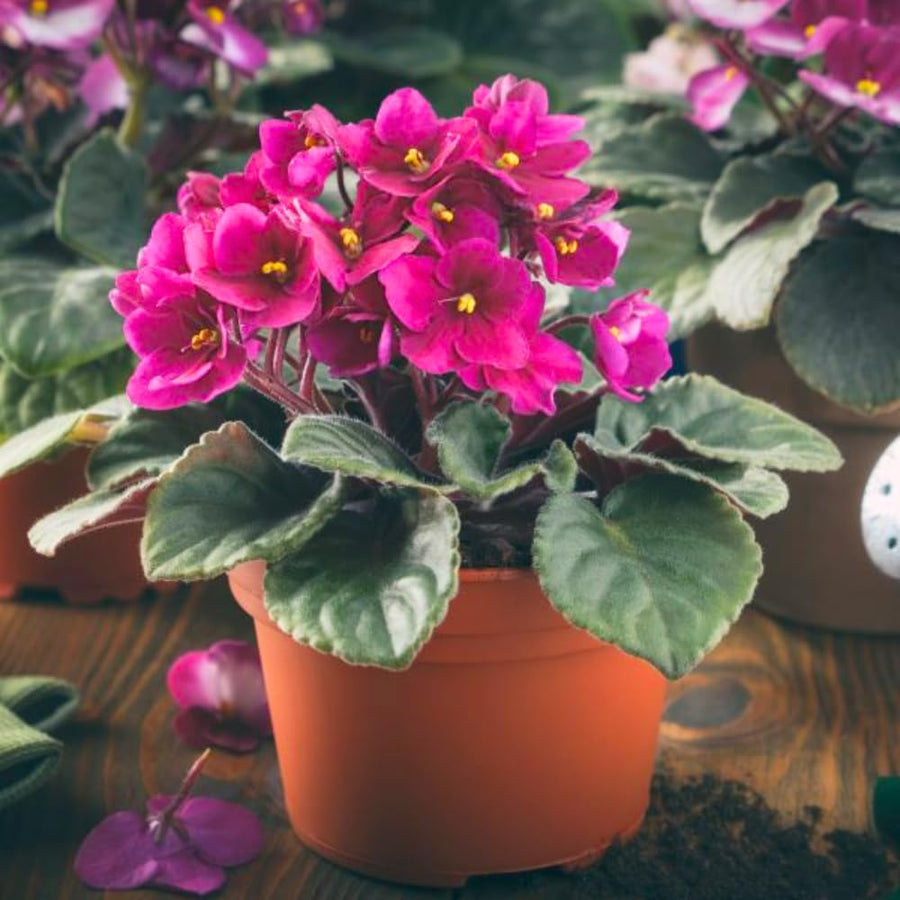 African Violets Live Plants, African Violet Plant Live House Plants, 4 Inc Potted, 4 to 6 Inc Long (Purple)