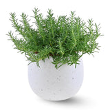 Rosemary Bush Plant Live, 10" Tall in 4" Pot, Fragrant Rosemary Live Plant for Indoors Outdoor Planting, Well-Rooted