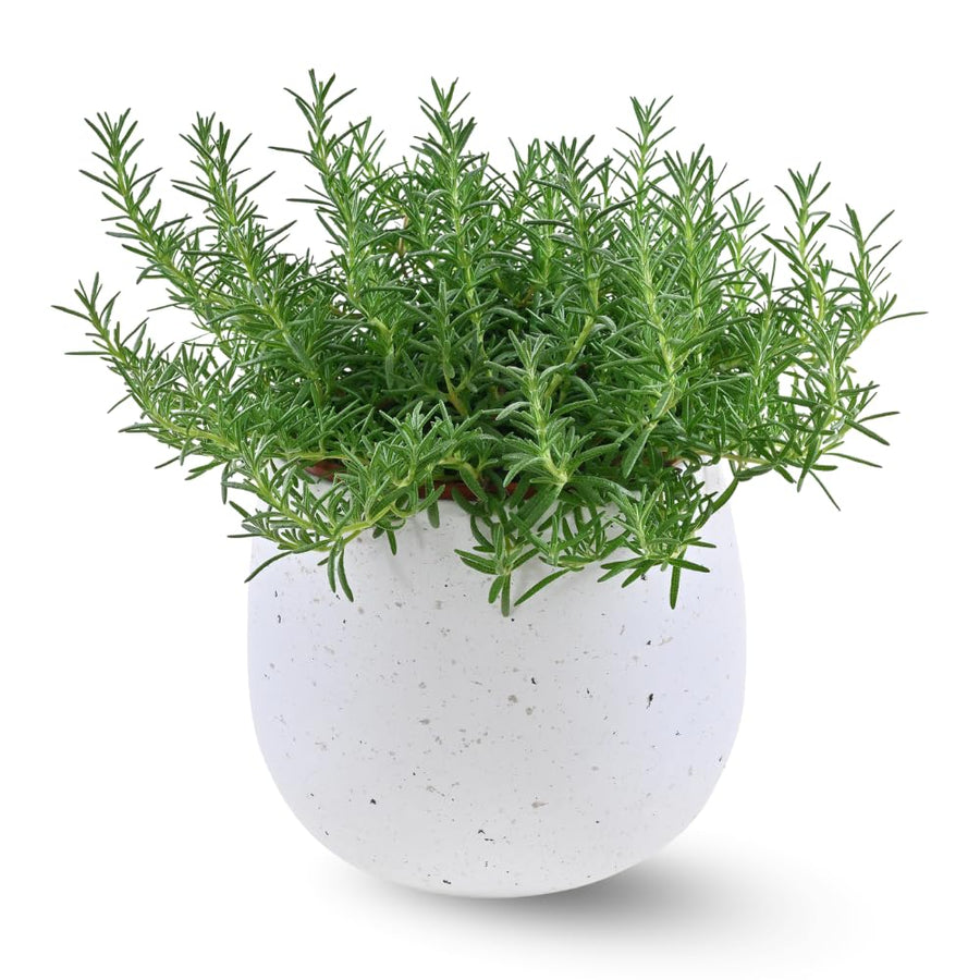 Rosemary Bush Plant Live, 10" Tall in 4" Pot, Fragrant Rosemary Live Plant for Indoors Outdoor Planting, Well-Rooted