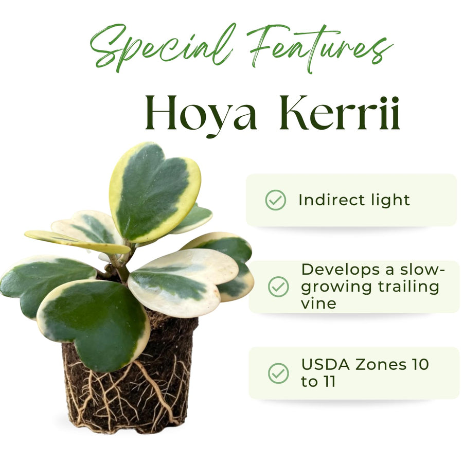 Rare Hoya Kerrii Plant Live, Variegated Hoya Heart Plant in 2'' Pot, Succulent Indoor Outdoor Houseplant