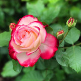 Rose Bush Live Plant - Rose Plant Live Shrub - Bareroot with Soil 5-10 Inch Tall - Fragrant Rose Flowers Heirloom Rose Shrub - No Pot (Cherry Rose)