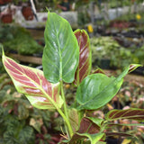 2 Rare Philodendron Live Plant 5-9" Tall, Rare Tropical Indoor Houseplant Home Garden