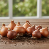 Set of 10 Flower Bulbs, Mixed Tulip and Daffodil Bulbs, Spring Blooming Bulbs for Garden Planting