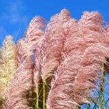 3 Pampas Grass Plants Live for Planting, Pink Pampas Grass Live Plant Ornamental Garden Indoor Outdoor
