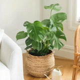 2 Monstera Plants Live, Swiss Cheese Philodendron Plant, Ornamental Tropical Well-Rooted, 4 to 5 Leaves for Indoor Houseplant (Monstera Swiss Cheese Round Leaf)