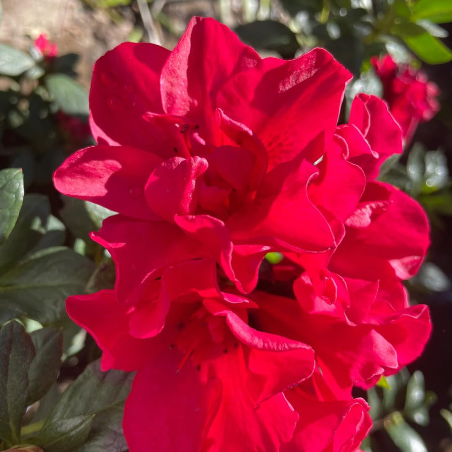 Live Red-Pink Azalea Plant, Cold Hardy Azalea Plant, Reblooming Flowering Azalea Shrub, Rhododendron Like, Azalea Bush for Outdoor Gardening