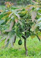 Cold Hardy HASS Avocado Plant Live Tree, 16-20 Inc in Tall in Gallon Pot, Zones 9-11, No CA