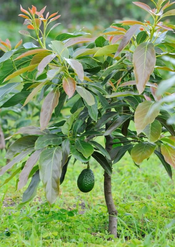 Cold Hardy HASS Avocado Plant Live Tree, 16-20 Inc in Tall in Gallon Pot, Zones 9-11, No CA