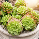 Green Aeonium Plant Live Succulent in 4" Pot, Rosette Succulent Live Plant for Indoor Outdoor Growing