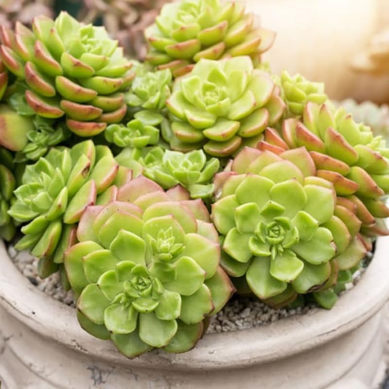 Green Aeonium Plant Live Succulent in 4" Pot, Rosette Succulent Live Plant for Indoor Outdoor Growing
