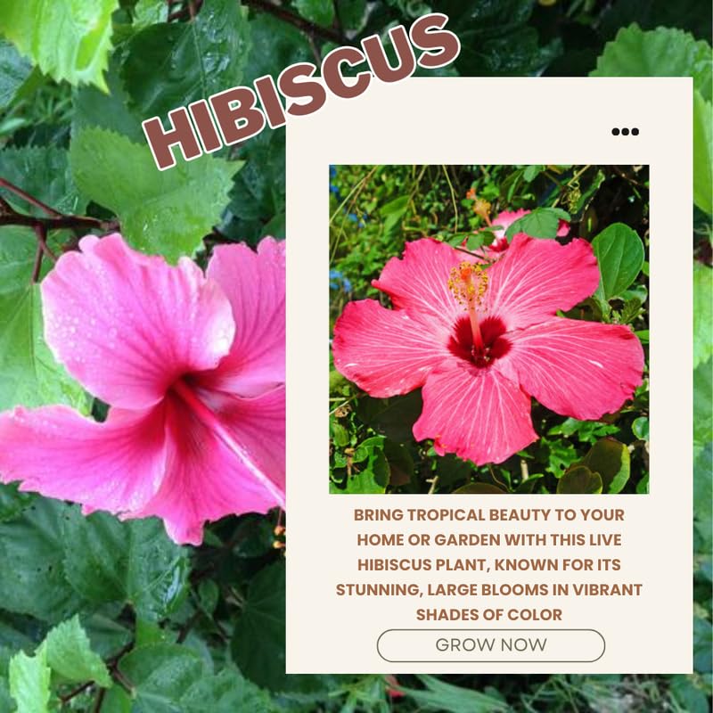 Pink Hibiscus Plant Live, Hardy Hibiscus Flowers Colorful Blooms for Outdoor Landscapes, 8-10 Inch Height, Hibiscus Shrubs, No Pot, Well-Rooted