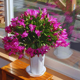 Pink Christmas Cactus Plant Live Christmas Cactus, Holiday Cactus Live Plant, 4 Inc Pot