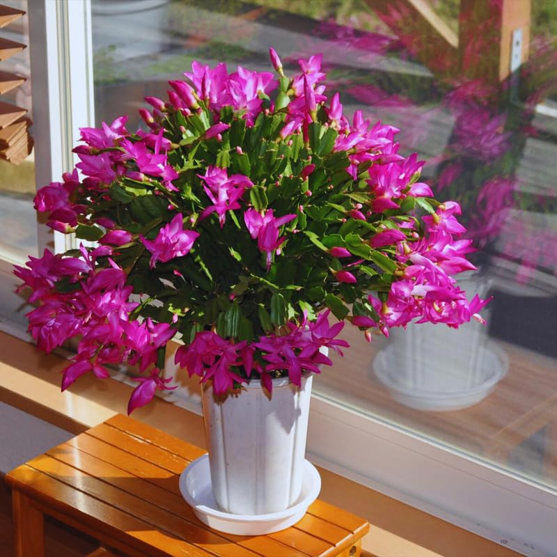 Pink Christmas Cactus Plant Live Christmas Cactus, Holiday Cactus Live Plant, 4 Inc Pot