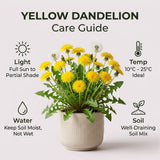 Dandelion Plant Live, Yellow Dandelion Live Plant, Hardy Flowers for Outdoor Growing, 4-6 Inc Tall, 4 Inc Pot