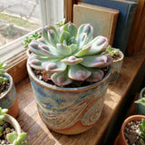 Blue Green Echeveria Live Plant, Echeveria Succulent Plant in 4 Inch Pot, Easy Care Succulent for Indoor Outdoor Houseplant