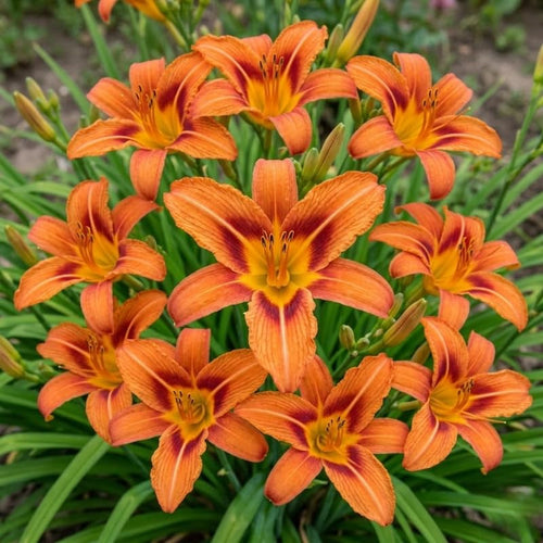 Pack 10 Daylily Bulbs for Planting Spring, Fast Blooming Hardy Perennial Lily Bare Roots for Outdoor Growing (Wild Orange Day Lily)