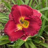 10 Red Daylily Roots, Hardy Perennial Flower for Garden Beds and Borders Planting, Easy Care, Ready to Grow