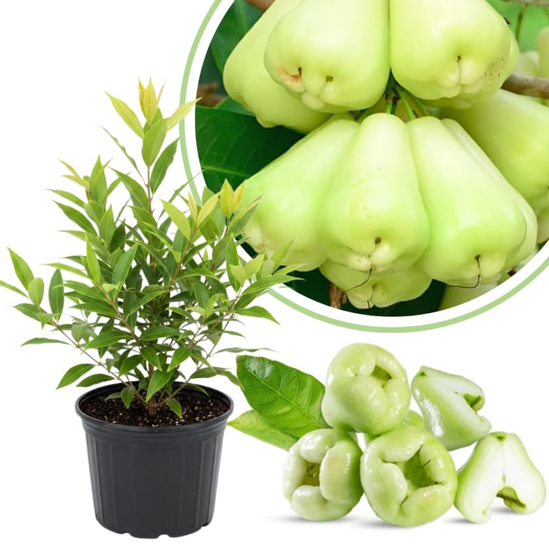 Green Wax Apple Live Fruit Tree, 3-4 Feet Tall Tropical Apple Tree Live Plant Ready to Grow