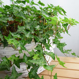 English Ivy Live Plant, 4 Inch Pot, Hardy Green English Ivy Plant for Outdoors Indoors Garden, Potted Vine Plant