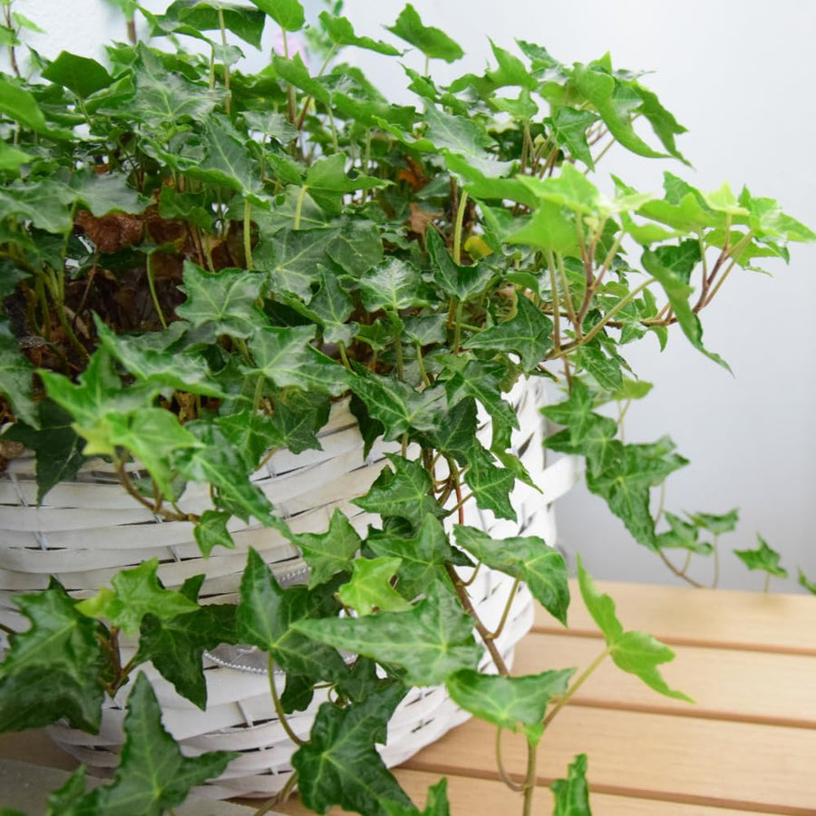 English Ivy Live Plant, 4 Inch Pot, Hardy Green English Ivy Plant for Outdoors Indoors Garden, Potted Vine Plant
