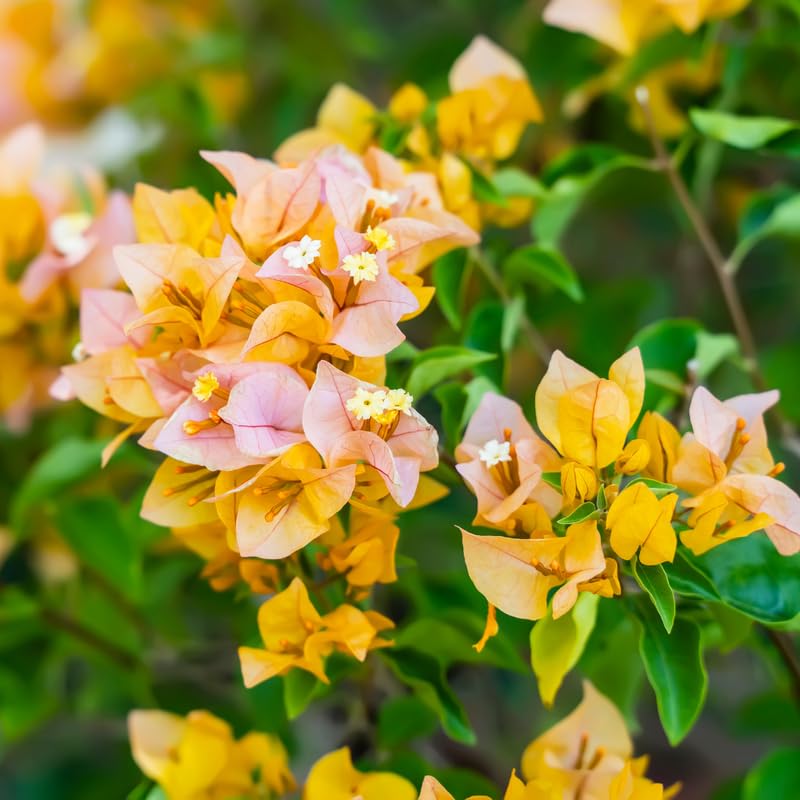 Bougainvillea Live Plant, Bougainvillea Flowering Vine Well Rooted 4-8 Inch Tall - Gold
