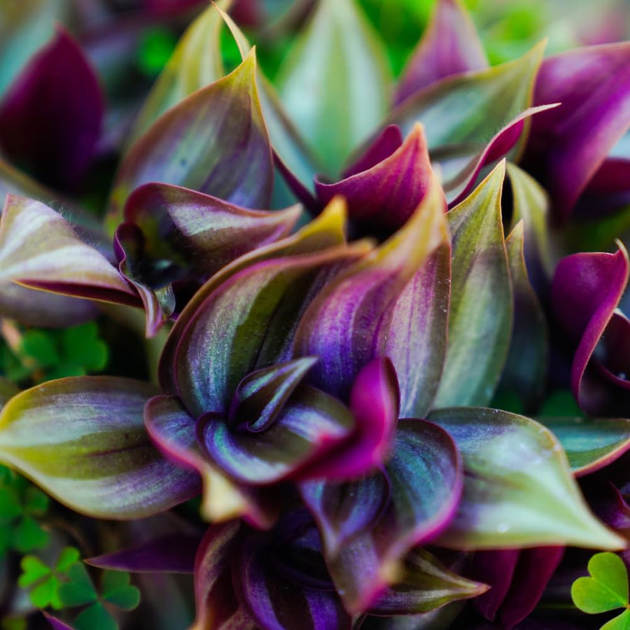 Purple Wandering Jew Live Plant, Tradescantia Zebrina, 4 Inch Pot for Planting, Indoor Houseplant