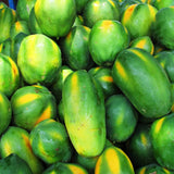 Dwaft Papaya Tree Live Plant 8 to 12 Inc Tall in Gallon Pot, Well-Rooted Fresh Fruit Plant Tropical Zones 9-11, No CA