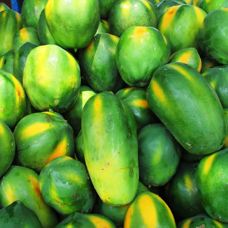Dwaft Papaya Tree Live Plant 8 to 12 Inc Tall in Gallon Pot, Well-Rooted Fresh Fruit Plant Tropical Zones 9-11, No CA