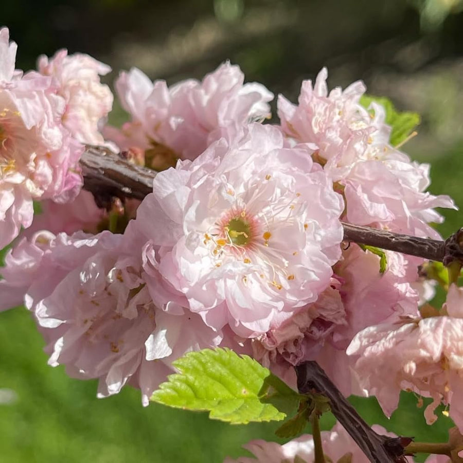 Almond Tree Live Plant, Pink Flowering Almond Shrub, 8-10 Inches Tall, Double Pink Blooms, Spring Blooming Ornamental Shrubs for Outdoor Garden