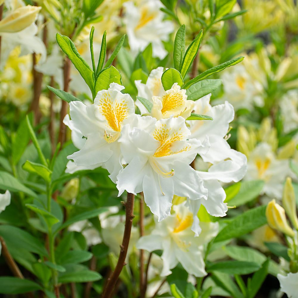 White Azalea Plant Live, 10 Inches Tall, Hardy Flowering Shrub for Outdoor Planting and Landscaping