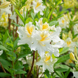 White Azalea Plant Live, 10 Inches Tall, Hardy Flowering Shrub for Outdoor Planting and Landscaping