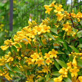 Yellow Jasmine Plant Live, Arabian Jasmine Flowering Vine Plant 4-9 Inch, Climbing Jasmines Well Rooted Houseplant Indoor Outdoor