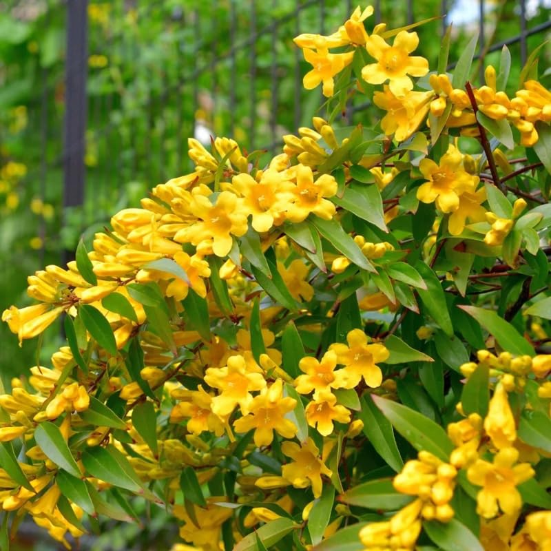 Yellow Jasmine Plant Live, Arabian Jasmine Flowering Vine Plant 4-9 Inch, Climbing Jasmines Well Rooted Houseplant Indoor Outdoor