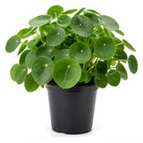 Money Tree Plant, Money Live Plant, 4-7 Inches Tall in 4 Inch Pot, Pilea Peperomioides Houseplant for Indoor Outdoor Houseplant