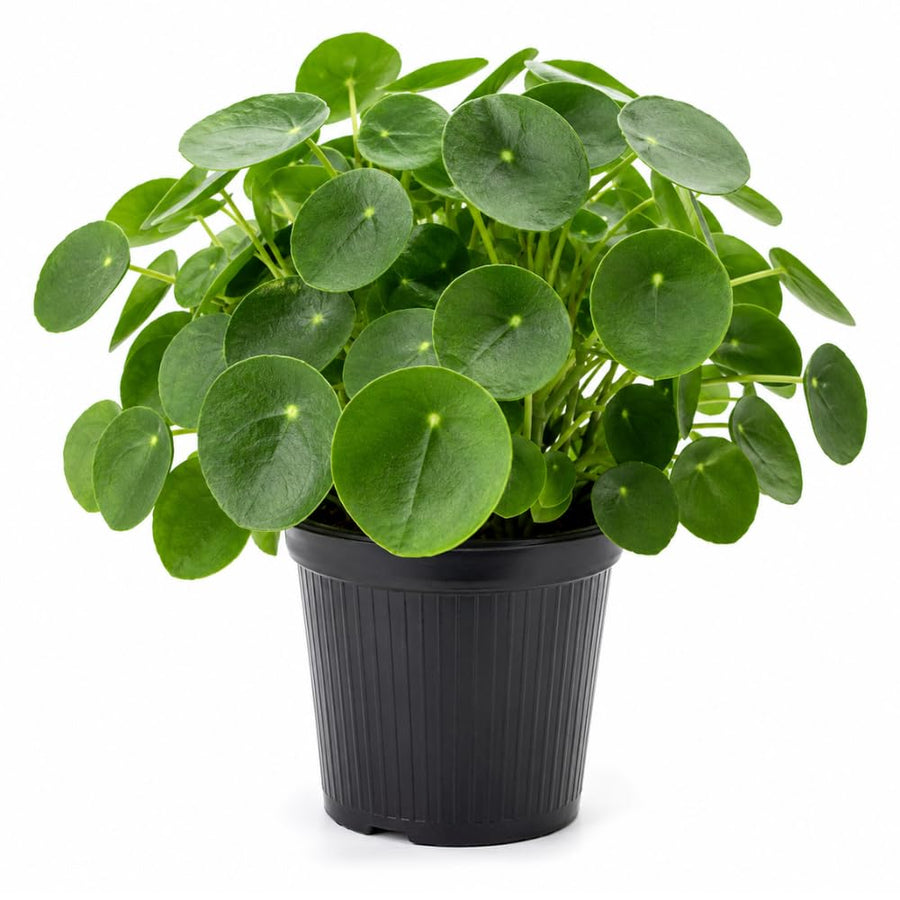 Money Tree Plant, Money Live Plant, 4-7 Inches Tall in 4 Inch Pot, Pilea Peperomioides Houseplant for Indoor Outdoor Houseplant