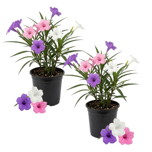 Pack 2 Mexican Petunias Live Plants, Mixed Colors Petunias Plant 4-8" Tall, 3 Plants Per 4" Pot, Vibrant Flowers for Outdoor Gardens