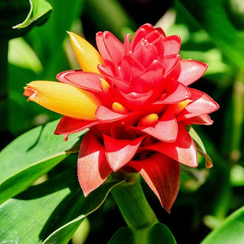 French Ginger Plant Live for Planting, Hawaiian Ginger Flower Plant, Tropical Ginger Plant Well-Rooted for Indoor Outdoor Growing, 5-9" Tall