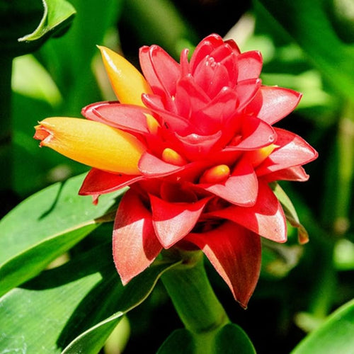 French Ginger Plant Live for Planting, Hawaiian Ginger Flower Plant, Tropical Ginger Plant Well-Rooted for Indoor Outdoor Growing, 5-9" Tall