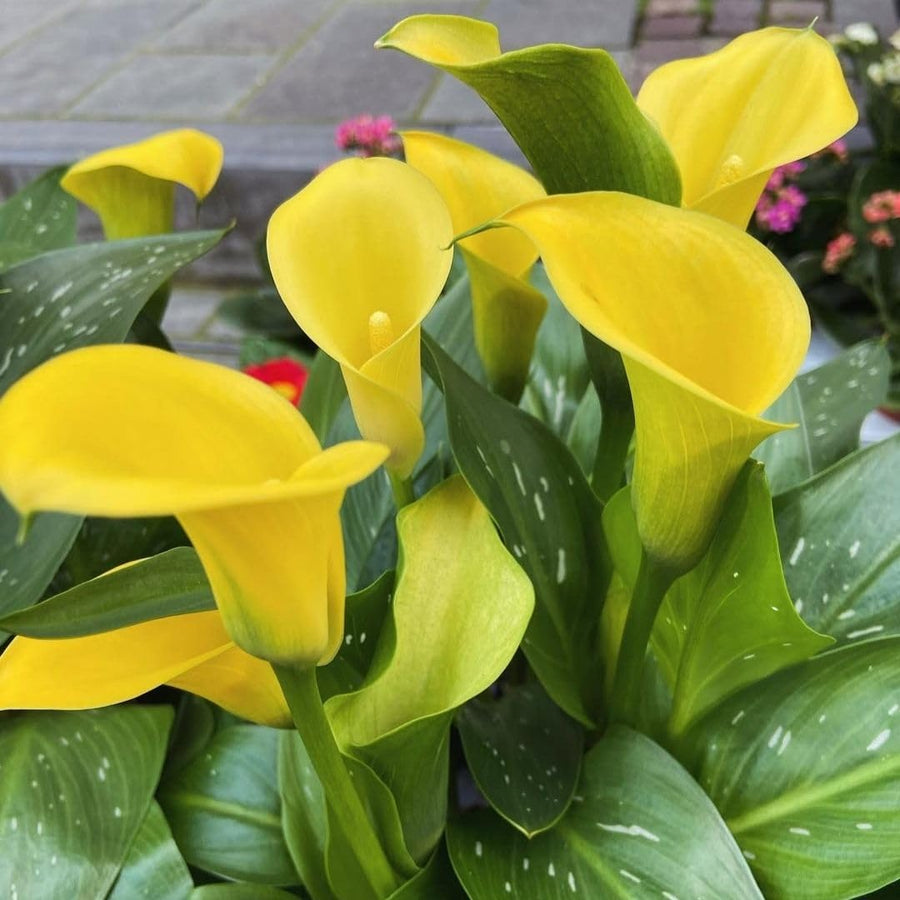 3 Yellow Calla Lily Bulbs for Outdoor Planting, Calla Lily Bulbs for Planting, Ornamental Flower Bulbs for Growing