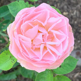 Well-Rooted Rose Live Plant, Climbing Roses Live Plant, Fragrant Climber Plant for Planting, No Leaf, Trim Back, 5-9" in Tall, Bare Root (Rose Pink)