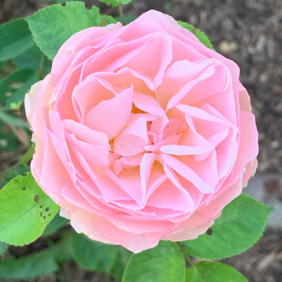 Well-Rooted Rose Live Plant, Climbing Roses Live Plant, Fragrant Climber Plant for Planting, No Leaf, Trim Back, 5-9" in Tall, Bare Root (Rose Pink)