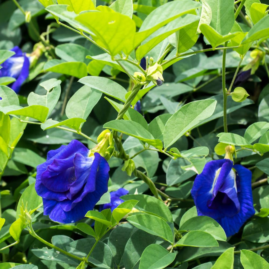 Butterfly Pea Plant in 4 Inch Pot, Blue Butterfly Pea Vine Plant Live, Outdoor Growing