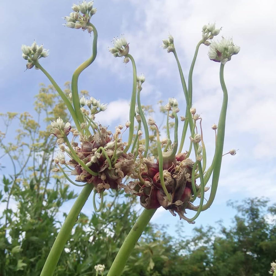Set of 100 Walking Onion Seeds, Walking Onion Seeds for Planting, Hardy Perennial Vegetable for Pation, Indoor Outdoor Garden